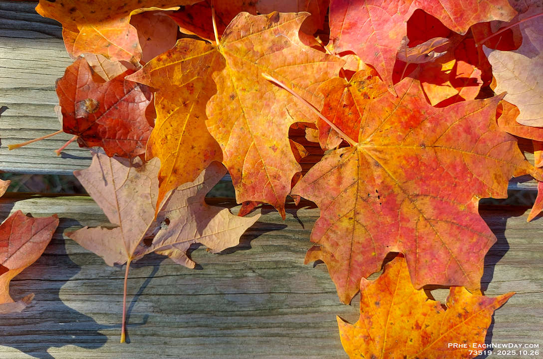 73519CrLeUsm - Leaves on an park bench.jpg